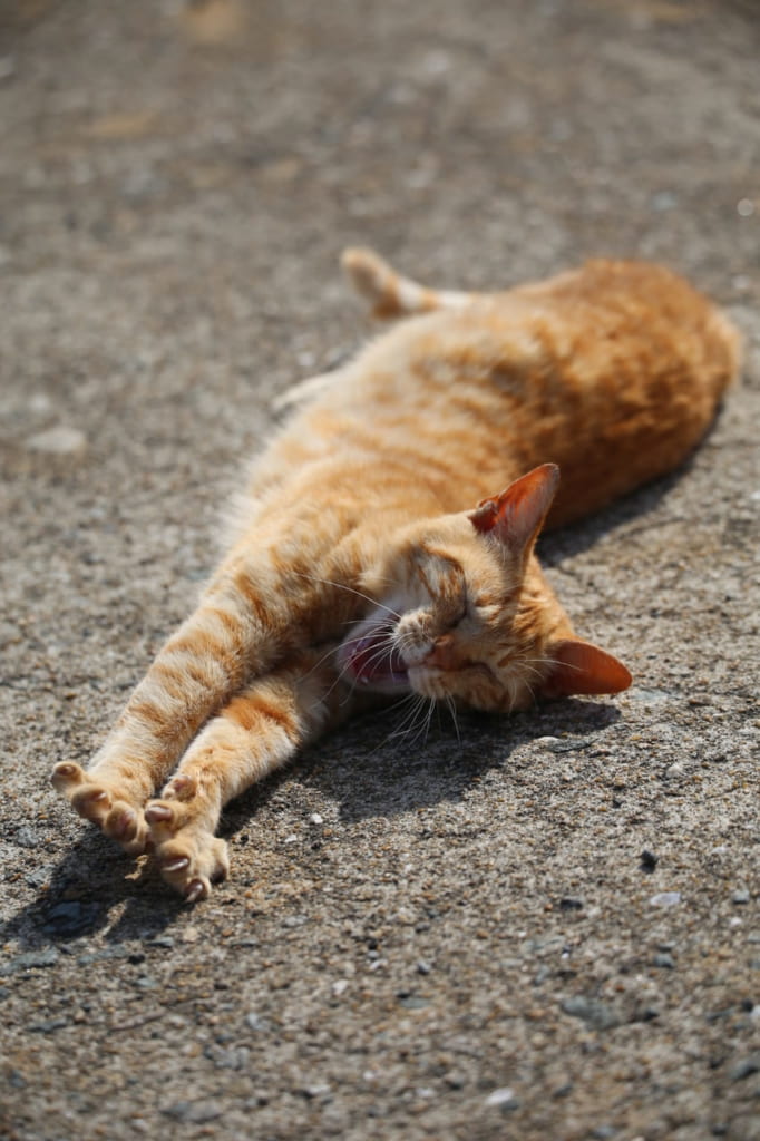 相島-港-猫-あくび