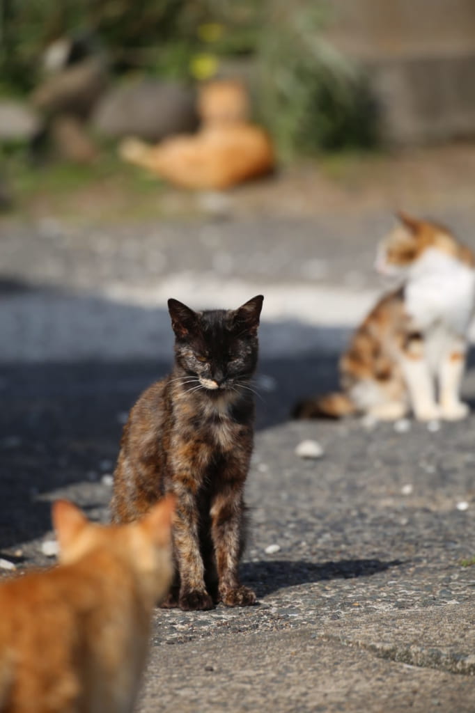 相島-猫島-ねこさま