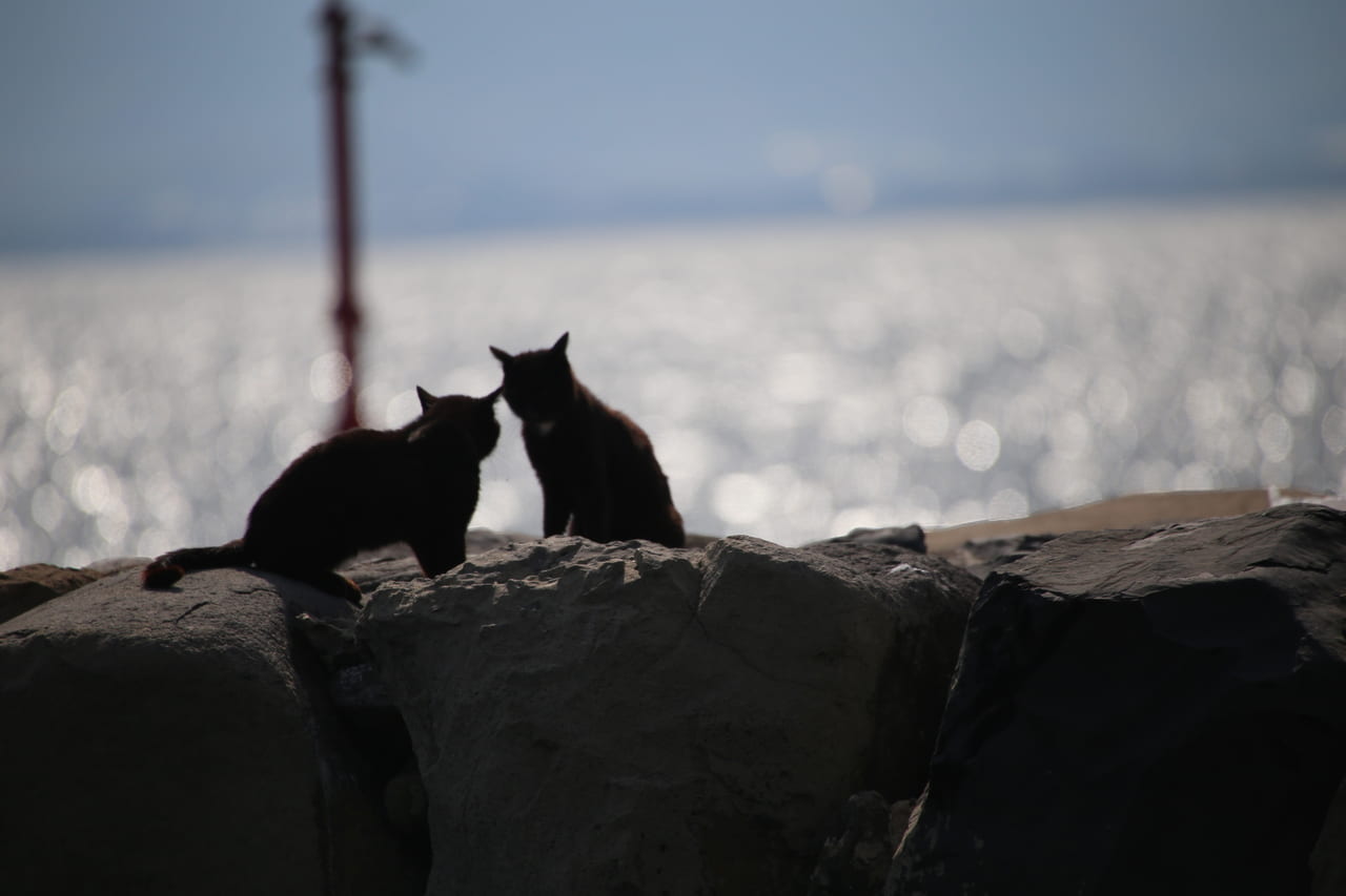 相島-港-猫