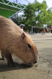 カピバラーかわいい