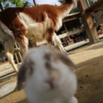 ラマ-うさぎ-トリアス-ふれあい動物園