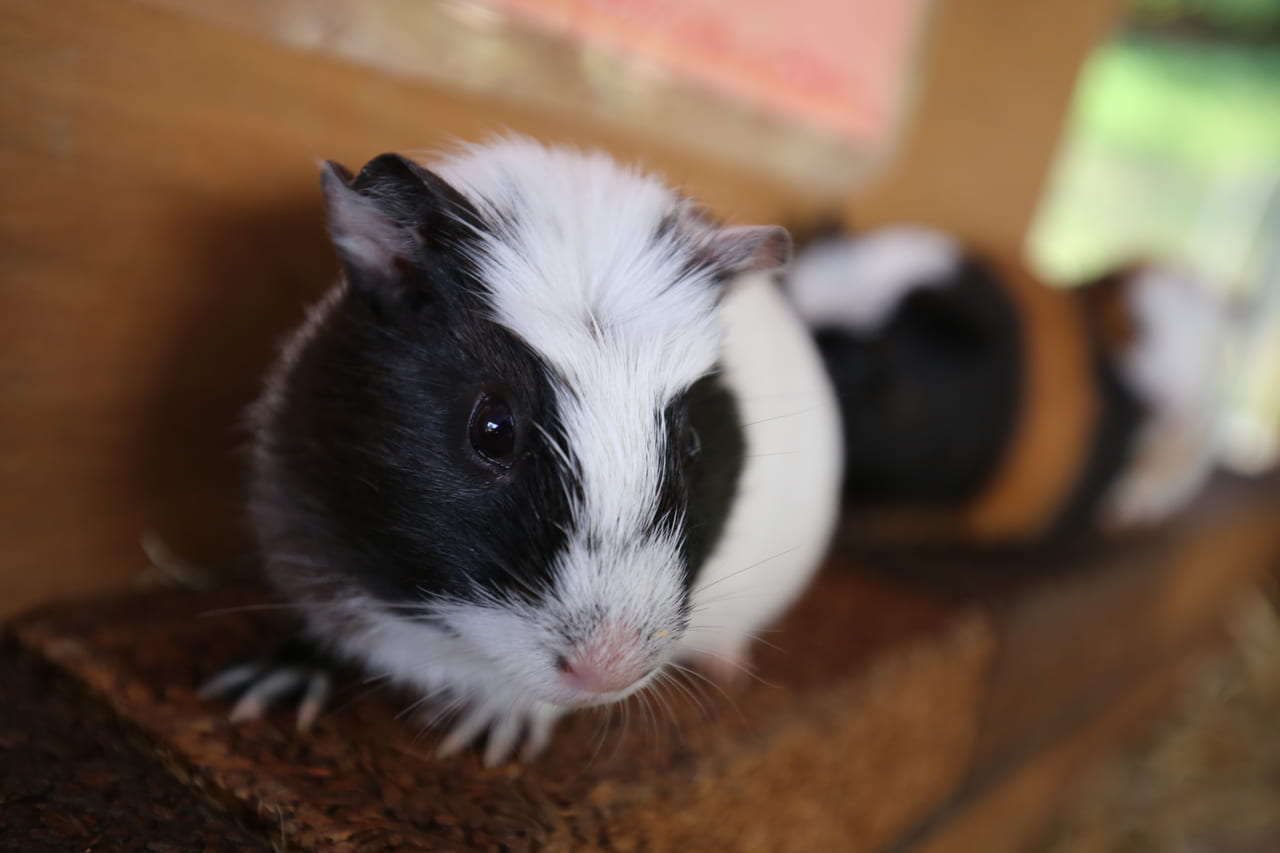 写真 福岡で動物と触れ合える場所に行ってきた もるい