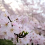 春-桜-垣生公園