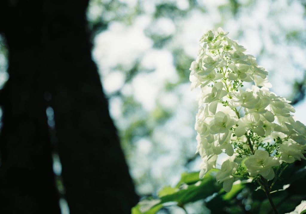 筥崎宮-紫陽花