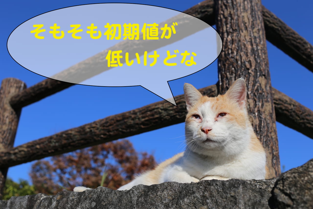 SEOについて語る猫